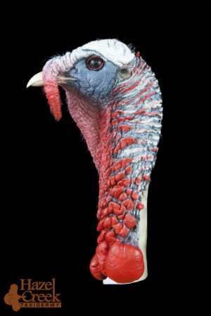 Painted Alert Turkey Head