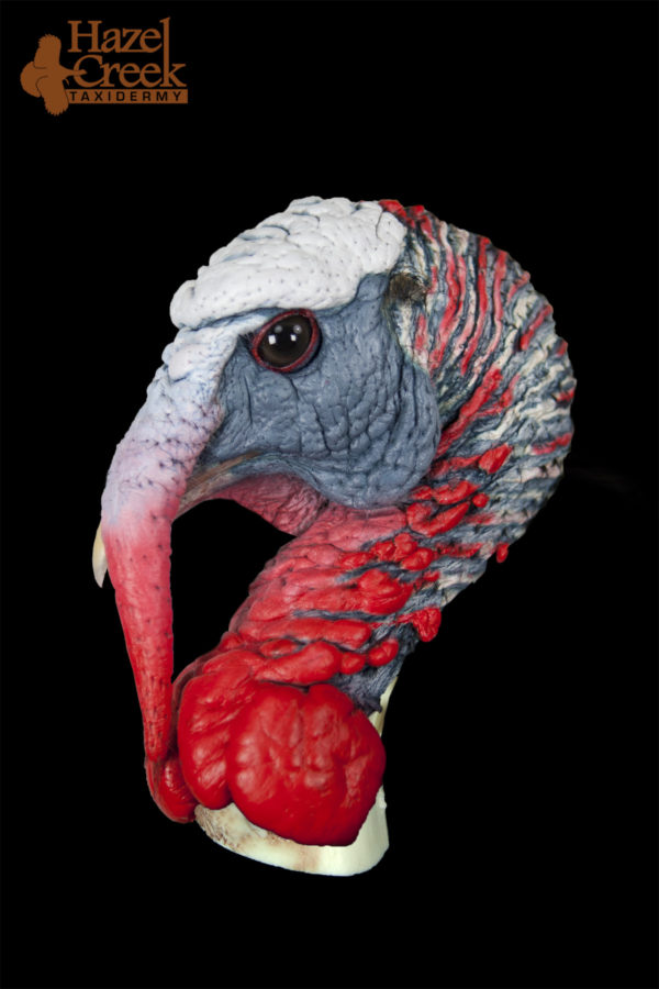 Half Strut Painted Turkey Head