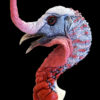 Fighting Painted Turkey Head