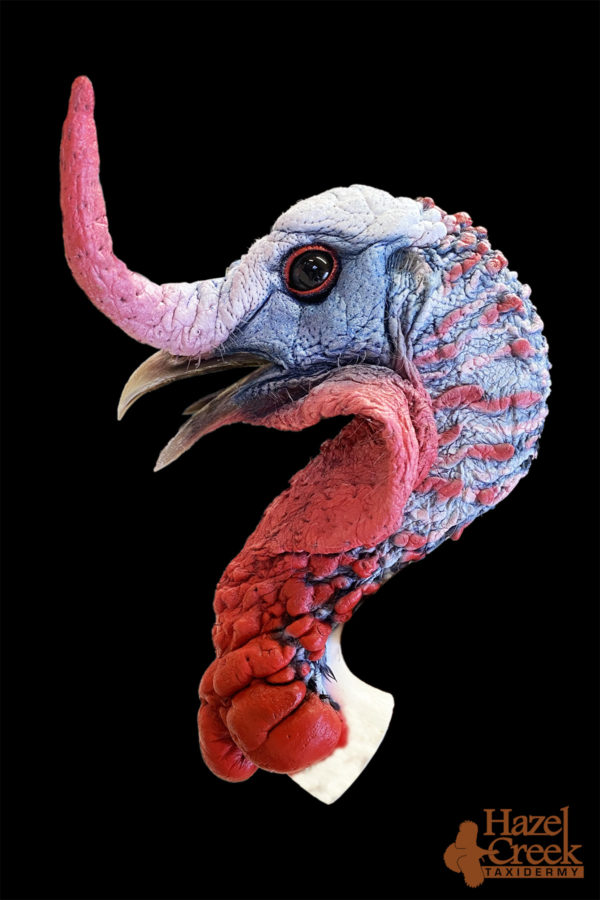 Fighting Painted Turkey Head
