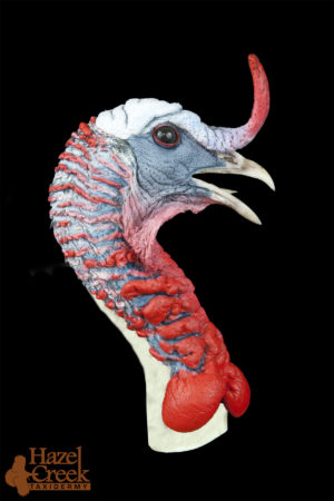 Fighting Painted Turkey Head