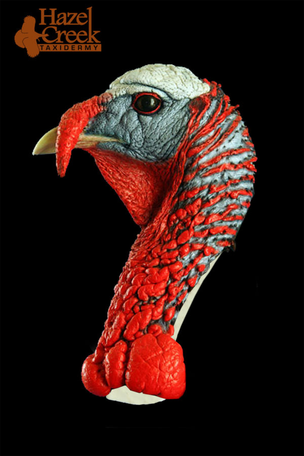 Painted Walking Turkey Head