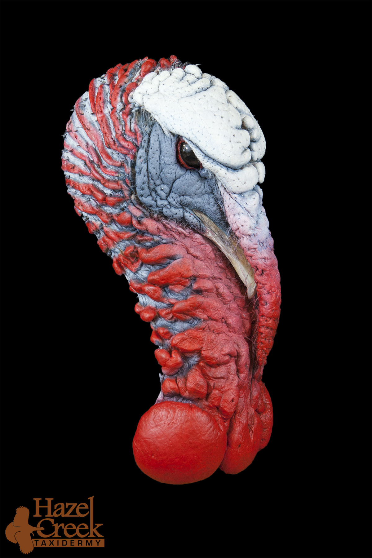 painted turkey head