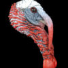 painted turkey head