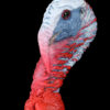 painted turkey head