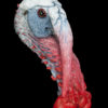 painted turkey head