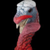 painted turkey head