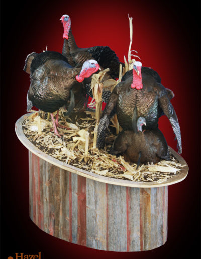Gobbling Trio and Hen on Belly on Cornfield Scenery _ Barnboard